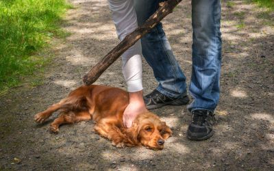 Colorado Bail Bonds for Animal Cruelty