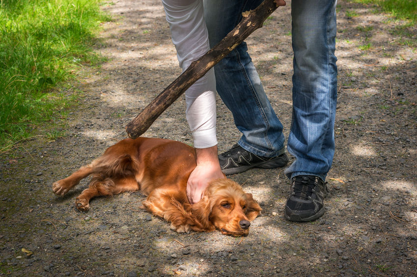 Colorado Bail Bonds for Animal Cruelty